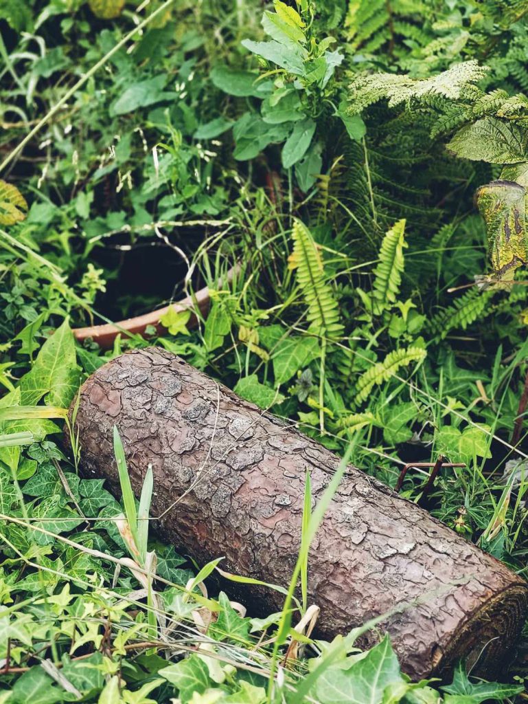 bosque1