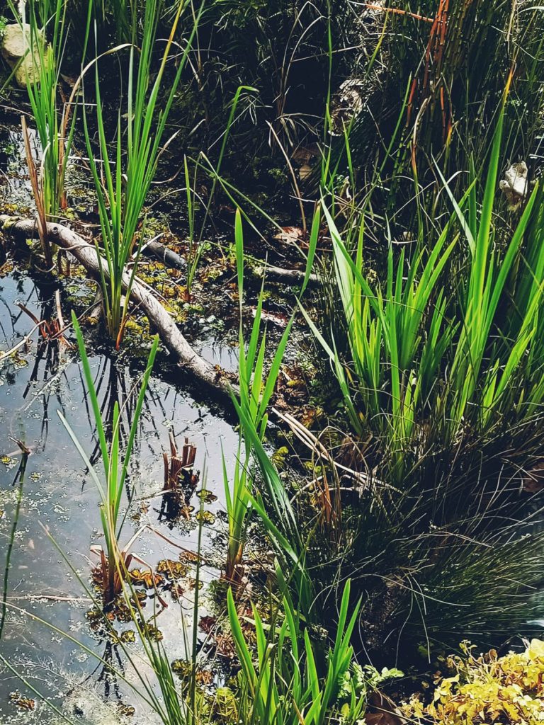 charco-2