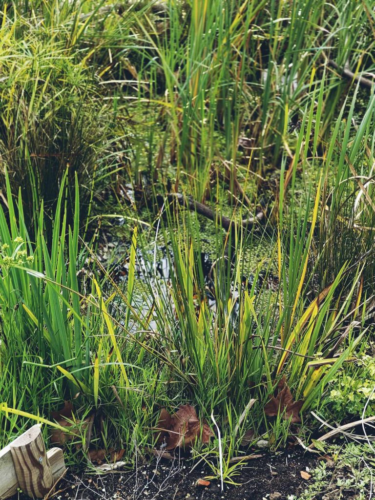charco11